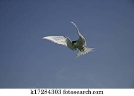 Arctic tern, Sterna paradisaea