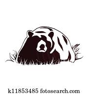 Bear and wildlife Bear and wildlife