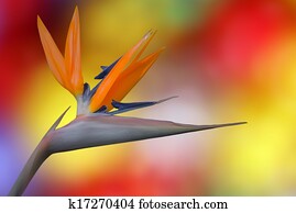 Bird of Paradise Flower Bird of Paradise Flower