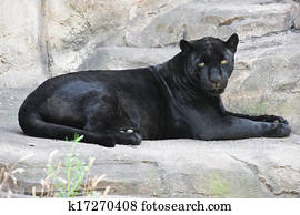 Black panther Black panther