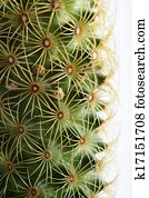 Cactus Cactus