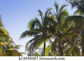 Coconut palms