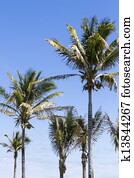 Coconut palms