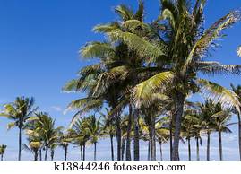 Coconut palms