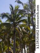 Coconut palms