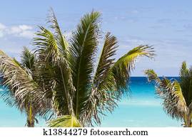 Coconut palms