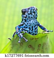Dendrobates pumilio Colubre