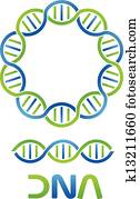 DNA Strand and Seamless DNA Strand and Seamless