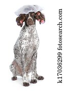 dog grooming dog grooming