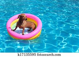 dog on airbed in the pool dog on airbed in the pool