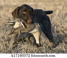 Duck Hunting Duck Hunting