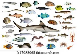 fish fish