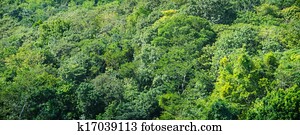 floresta amazônica, fundo