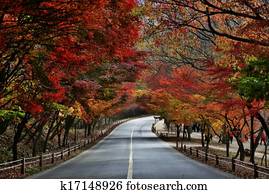 folhagem baixa, estrada