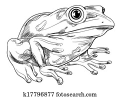 Frog outline Frog outline