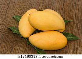 golden mango golden mango