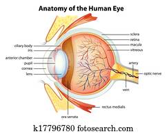 Human eye anatomy Human eye anatomy