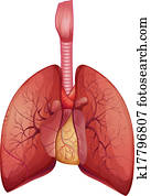 Human Lungs Human Lungs