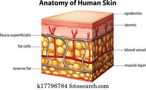 Human skin anatomy Human skin anatomy