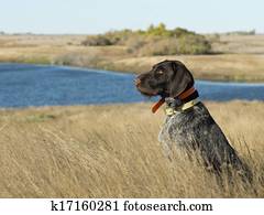 Hunting Dog Hunting Dog