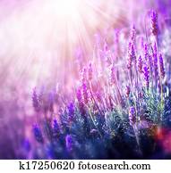 lavanda, flores, Field., crescendo, e, florescer, lavanda