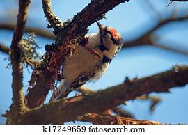 Lesser spotted woodpecker upside down