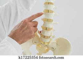 Male doctor with skeleton model