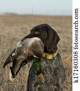 Mallard Hunting Mallard Hunting