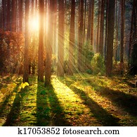 Misty Old Forest. Autumn Woods Misty Old Forest. Autumn Woods