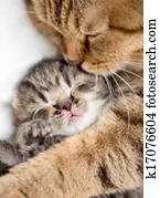 mãe, gato, abraçando, pequeno, gatinho