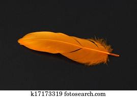 orange feather on black paper background