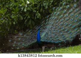 Peacock