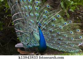 Peacock