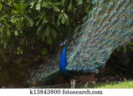 Peacock