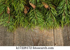 Pine branches