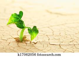 planta, brotar, em, a, deserto