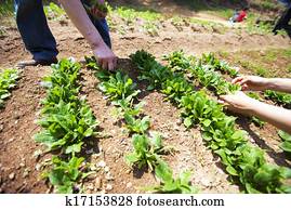 Planting vegetable garden Planting vegetable garden