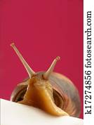 Snail Snail