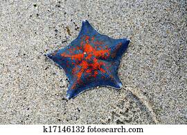 Starfish on the beach Starfish on the beach