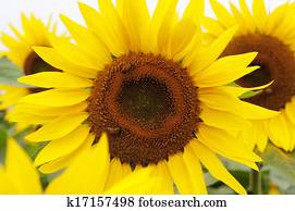 Sunflower Sunflower