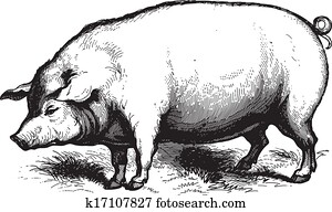 Swine Swine