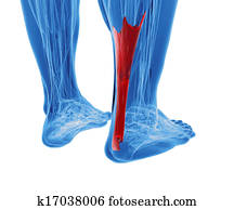 tendon achilles, hos, lavtliggende ben, muskler
