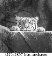 Tiger Tiger