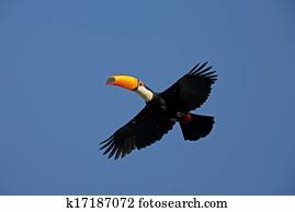 Toco toucan, Ramphastos toco