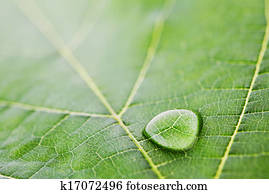 Water drop on leaf