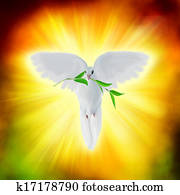 white dove white dove