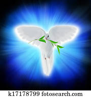 White dove of peace White dove of peace