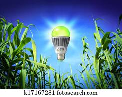 גידול, אקולוגיה, -, הולך, מנורה