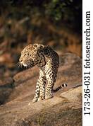 Outdoors, Wild, Wilderness, Leopards, Big, Leopard, Cats Outdoors, Wild, Wilderness, Leopards, Big, Leopard, Cats