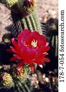 Bloom, Outdoors, blühende, Klumpen, Kröten, Blumen, Nahe